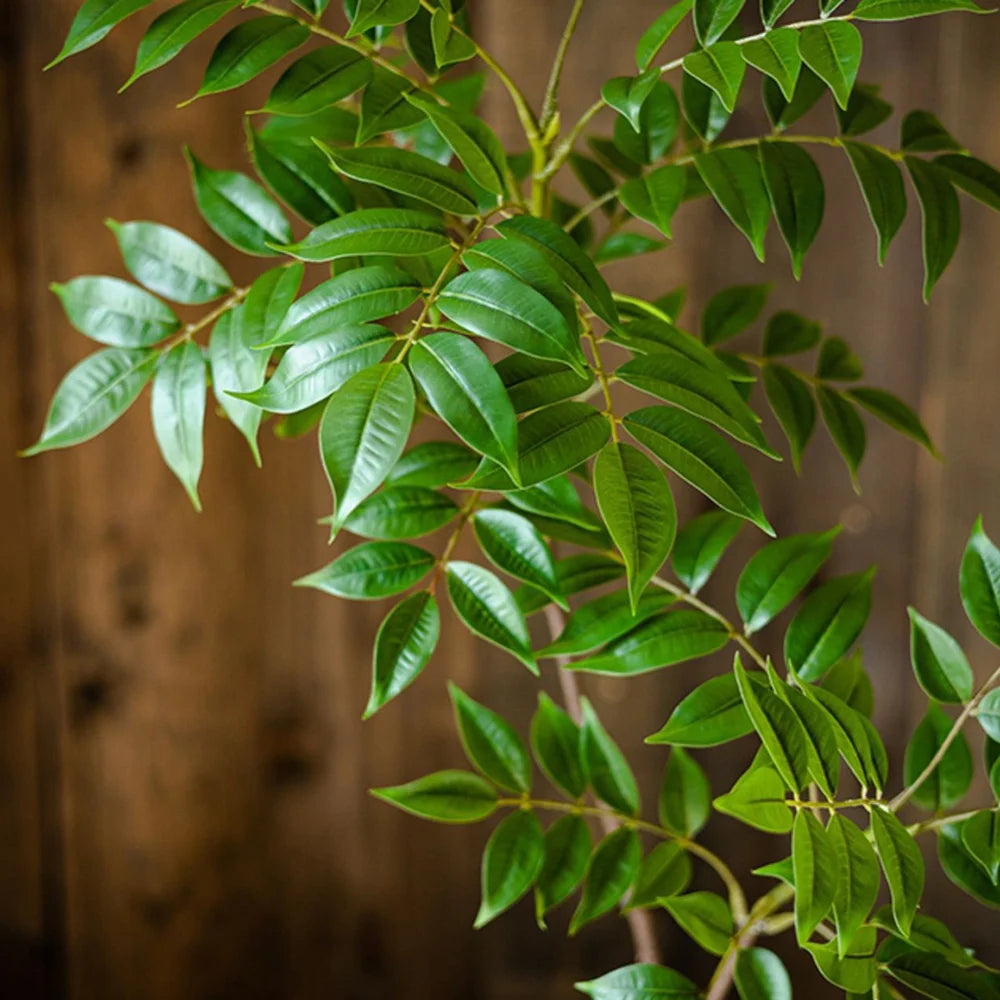 Jade Plant