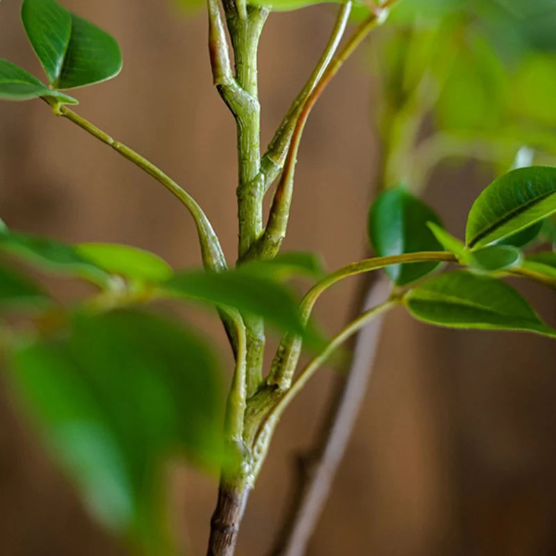 Jade Plant